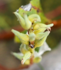 Salix pyrenaica