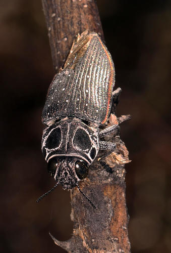 Lampetis confluens · iNaturalist