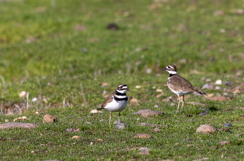iNaturalist observation photo of Killdeer