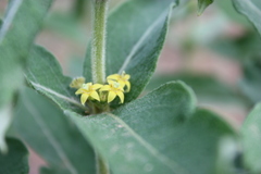 Vangueria agrestis