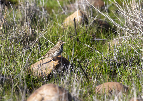 iNaturalist observation photo of Savannah Sparrow