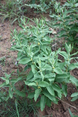 Vangueria agrestis