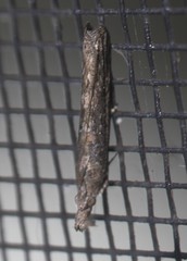 Crocydopora cinigerella