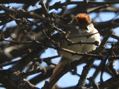 Synallaxis albescens