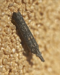 Crocydopora cinigerella