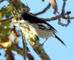 Dryoscopus cubla cubla