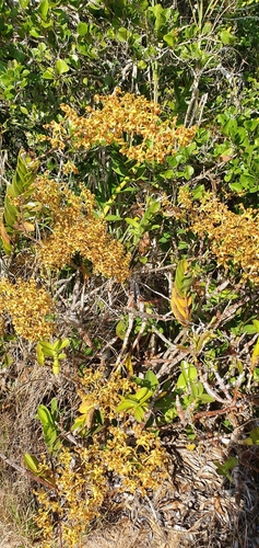 Image of Dendrobium discolor by no rights reserved