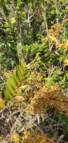 Image of Dendrobium discolor by no rights reserved