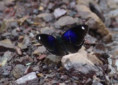 Diaethria asteria