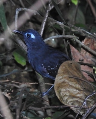 Myrmelastes hyperythrus