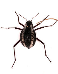 Stenocara gracilipes