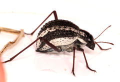 Stenocara gracilipes