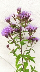 Chromolaena pulchella