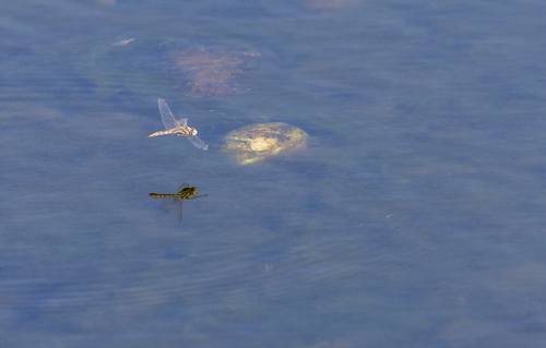iNaturalist observation photo of Variegated Meadowhawk