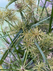 Cyperus engelmannii