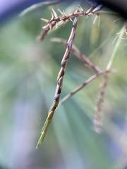 Cyperus engelmannii