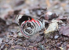 Diaethria asteria