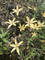Triteleia ixioides scabra