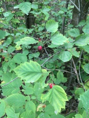 Crataegus macrosperma