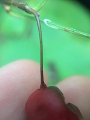 Crataegus macrosperma