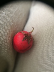 Crataegus macrosperma