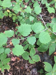 Crataegus macrosperma