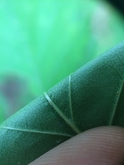 Crataegus macrosperma