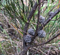 Allocasuarina pusilla