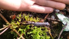 Ichthyosaura alpestris