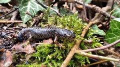 Ichthyosaura alpestris