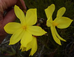 Bobartia robusta