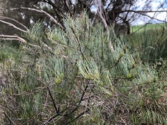 Allocasuarina pusilla