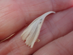 Rhopalomyia hirtibulla