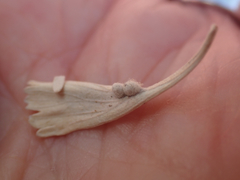 Rhopalomyia hirtibulla