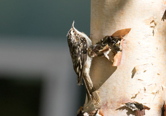 Certhia americana