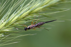 Lissonota scutellaris