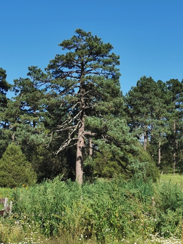 Apache pine (Pinus engelmannii)