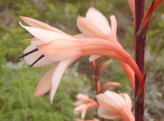 Watsonia fourcadei