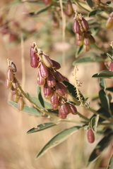 Crotalaria novae-hollandiae