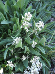 Lepidium integrifolium