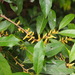 Aporusa dioica - Photo (c) Sunnetchan, algunos derechos reservados (CC BY-NC-ND), subido por Sunnetchan
