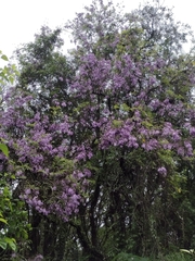 Jacaranda caroba
