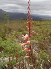 Watsonia fourcadei