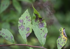 Blumeriella filipendulae