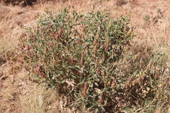 Crotalaria novae-hollandiae