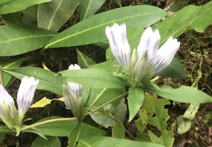 Gentiana villosa