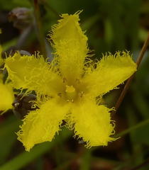 Villarsia capensis