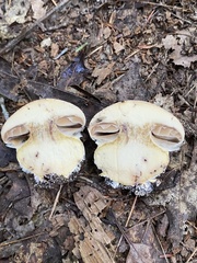 Cortinarius scaurotraganoides