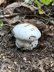 Cortinarius scaurotraganoides