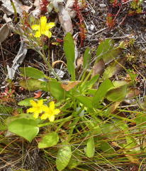 Villarsia capensis